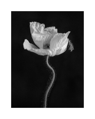 Papaver II by artist Niklas Porter in size 40x50 cm. Affordable art sold in Open Edition.