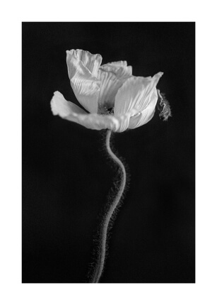 Papaver ii by artist niklas porter in size 50x70 cm. Affordable art sold in open edition.
