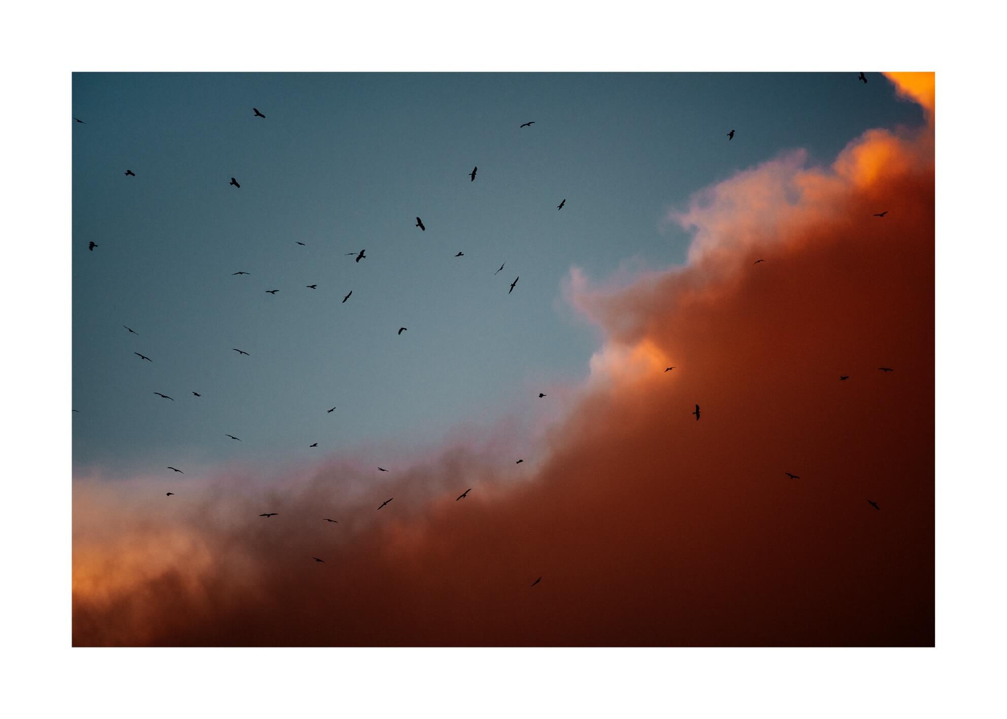 Flight at dusk by artist rowan thornhill in size 50x70 cm. Affordable art sold in open edition.