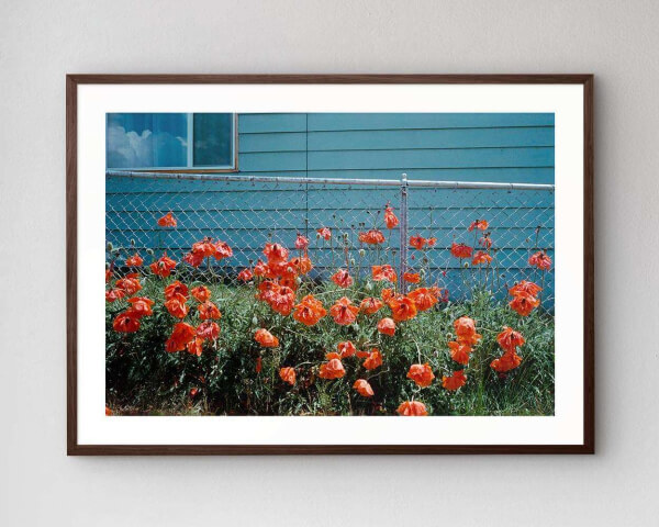 The artwork Poppies mounted in our high-quality wooden frame in wenge.